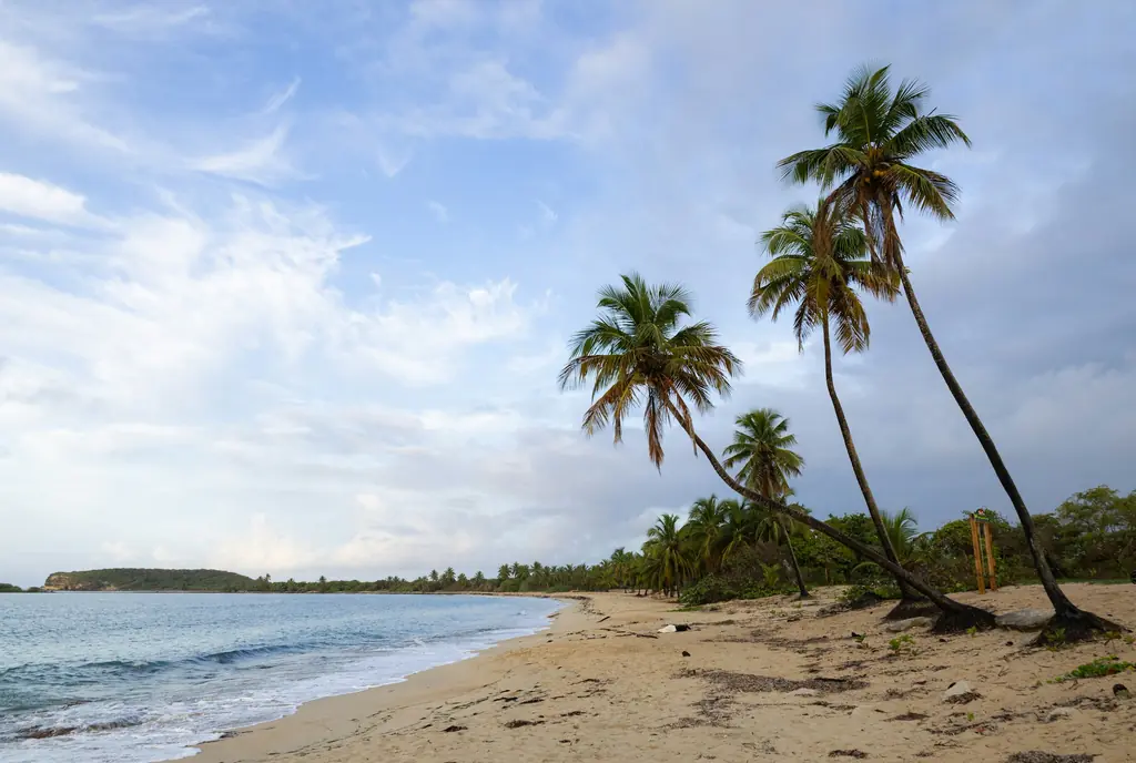 Playa de arena con palmas inclinadas sobre el mar en Vieques, Puerto Rico